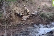 ハイエナに襲われている鹿を助けたカバさん、途中でブチ切れて鹿に八つ当たりｗｗｗ←これはひどい　海外の反応