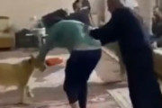 海外「部屋に連れ込まれたペットのライオンからガチで逃げ惑う人」