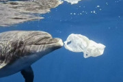 ダイバーと仲良くなったイルカ、海のゴミ拾いに協力する（ギリシャ）