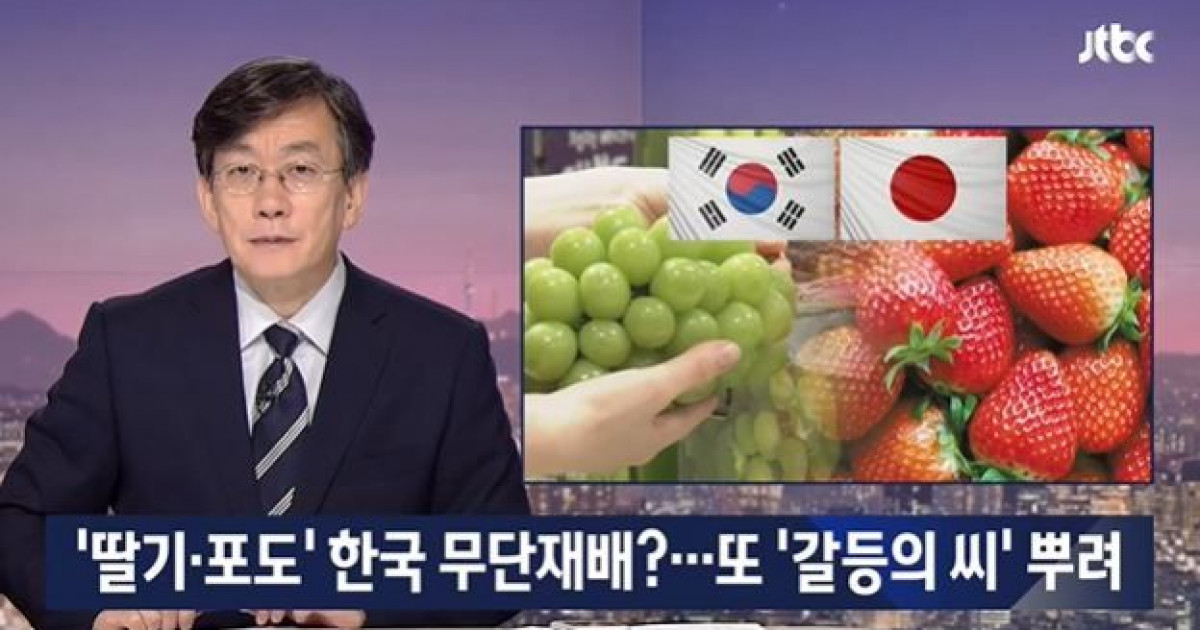 【日韓戦争】韓国人「日韓農業戦争が勃発！」韓国産のイチゴ・ブドウは日本産をパクった不正栽培と、日本政府が主張！　韓国の反応 | 海外の反応アンテナ