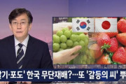 【日韓戦争】韓国人「日韓農業戦争が勃発！」韓国産のイチゴ・ブドウは日本産をパクった不正栽培と、日本政府が主張！　韓国の反応
