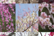 海外「美しい…日本はドイツより早い春を過ごしている」梅の花が咲き、再び春がやってきた（海外の反応）