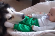 「お世話は任せて」ゆりかごにいる赤ちゃんを愛おしそうに見つめるアラスカン・マラミュート犬