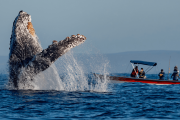 【海外】クジラが科学者を巨大サメから守った！1年と15日後に再会した感動の物語