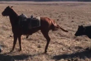 「なんて賢い馬なんだ！」牛から牧場主を守るボディガードぶりが人気に