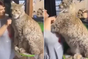オオヤマネコもブラッシングが好き！見ている方がヒヤヒヤするが飼い主は愛があるので余裕だった