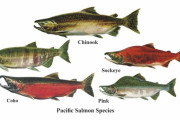 アメリカ「世界のみんなは趣味でどんな魚を釣ってるんだ？」
