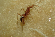 【海外】“科学者たちが驚愕！洞窟で発見された未発見の盲目無脊椎動物の驚異的な数とは？”