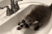 はしゃぎ過ぎてツルッ！保護したアライグマの赤ちゃんがシンクで水遊びする様子が可愛い