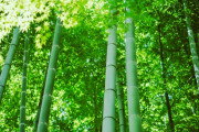 これが1本の竹からブリーフケースを作る日本の職人だ！　【海外の反応】
