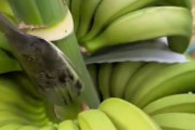 「バナナの木から実を切り取るとき、どんな道具を使うか知ってる？」気持ちいいほど効率的な収穫の様子