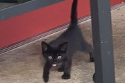 振り返ると子猫がいた！消防署に現れた1匹の子猫が消防士の家族になるまでの物語