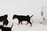 子猫4匹と子犬4匹を対面させてみたら…無邪気な交流が生まれた