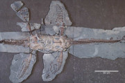 【海外】「1億8000万年前の海を支配した首長竜の新発見！未知の長い首の爬虫類が多数存在した証拠とは？」