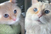 【海外】動けなかった猫が、室内での数週間で驚くほど幸せな猫に変身！その秘訣とは？