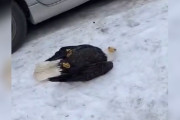 【海外】雪の歩道で無力なハクトウワシ、しかし孤独ではなかった！