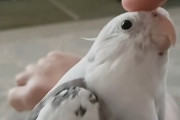 ボタン付いてる？頭をポチッと押すと「ぷぅ」と鳴いてくれるインコの動画