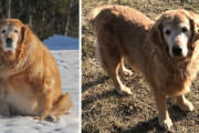 外国人「ダイエットに成功したキュートすぎる犬を見せていく！」