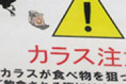 日本でカラスの巣をすべて撤去した結果、逆に数を増やしてしまって困ってるらしい 海外の反応