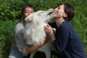 【海外の反応】日本の山にオオカミを放つ！？絶滅から100年…生態系を救う壮大な計画に世界が驚愕！「イエローストーンの奇跡が日本でも…？」