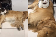 眠っているゴールデン・レトリバーの上にのぼり寝る猫