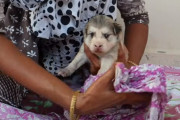 「お猿さん」にそっくりなワンちゃんが生まれた！？この子は一体何者…ならぬ何犬！？