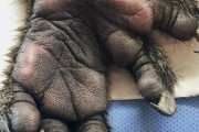 外国人「みんなが見たことないユニークな動物の足を見せていく！」Part2