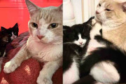 【海外】子猫たちと「母猫」と思われた猫を迎え入れたら、優しい守護者は実はオスだった！