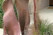 外国人「悪夢みたいな形になったヤバい植物を見せていく！」