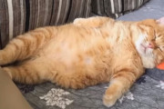 猫エイズだからうちの子に…野良猫の避妊去勢活動がきっかけで、温かい家庭に迎えられたトラ猫
