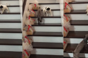 階段から下りられない子犬に一生懸命下り方を教えたり、ワンワン吠えて応援する仲間思いのトイプードル