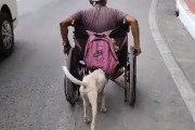 犬「飼い主をサポートしたい…」ホームレスの男性の車椅子を押すように歩く犬に心温まる(フィリピン)