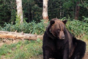 こりゃダメだ…ヒグマの破壊的なパワーに固まる「背景の叫び声😂😂😂」「愚か者め! これは熊の攻撃ではなく、熊の好奇心と呼ばれるもの」海外の反応