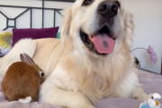 飼い主さんも驚き！？犬とウサギとインコの異種３匹は仲良くできるでしょうか