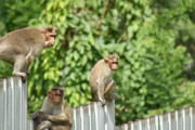 アメリカの研究施設から43匹のアカゲザルが脱走、まだ1匹も捕まらず警戒を呼び掛け