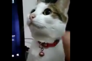 Cat.exeが停止しました。壊れて何も反応しなくなった猫ちゃん。海外の反応