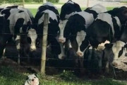 外国人「思わず写真を撮った動物のユーモラスな瞬間を見せていくｗｗｗｗ」