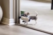 子犬「おっご主人様が呼んどる！！」→「ワイなんでここに来たんやっけ・・・？せや！！」