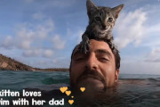家族を失くした子猫に、人間のパパが出来た！海も一緒に泳いじゃう人間と子猫の日常