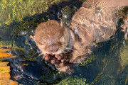 妻に先立たれたカワウソさん、出会い系サイトで新たな彼女候補を発見(*´ω｀*)