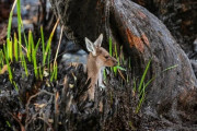 外国人「焦土のオーストラリアに生命が戻る写真を見てたら希望が湧いてきた」