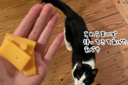 飼い主が何も食べてないことに気が付いた猫、自分の大好物のチーズを持ってきて差し出す？