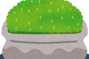 海外「あるある！」日本のあの植物が人気すぎて流行する珍事件に海外がびっくり仰天