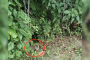 【海外】ハイウェイ近くで「悲鳴」を聞いたドライバーが見つけた、必死の小さな動物とは？