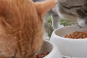 野良猫への餌やり動画を投稿し続ける日本人が話題に（海外の反応）