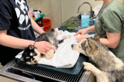 【海外】「手術中も離れたくない！愛犬との絆が生んだ感動のストーリー」
