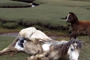 たてがみが足に絡み立てなくなってしまった母馬と、心配そうに付き添う子馬