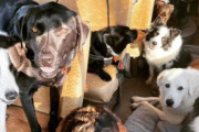 【海外】障害者の夢を実現する！バスに乗る犬たちの素敵な仕事づくり