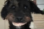 不自然なほどに満面の笑顔をみせるワンちゃんが話題に！