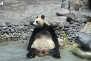 実はお風呂大好き！パンダの入浴シーン集！！